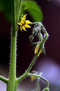 Flora Plant Leaf Plant Stem