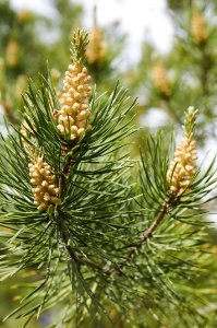 Pine Family Tree Conifer Pine