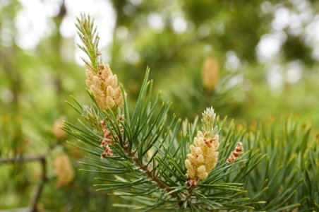 Tree Vegetation Pine Family Conifer