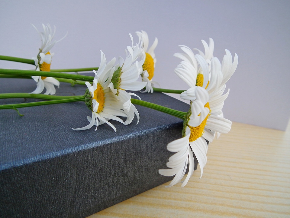 Gift flowers of the field white
