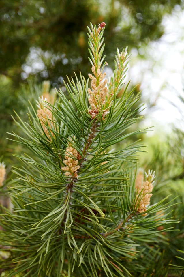 Tree Pine Family Spruce Conifer - Free Stock Photos | Creazilla