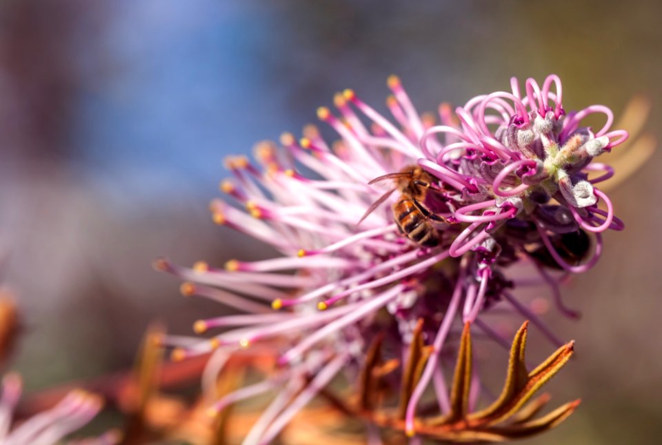 Flower Purple Flora Plant