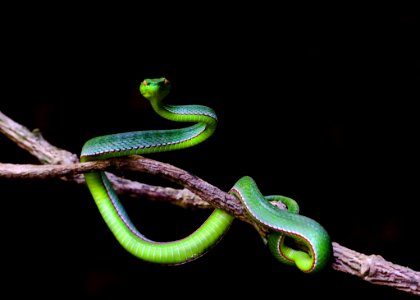 Reptile Scaled Reptile Snake Serpent photo