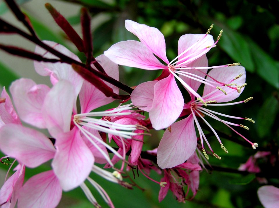 Flower Plant Pink Flora