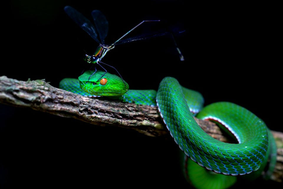 Reptile Serpent Fauna Organism