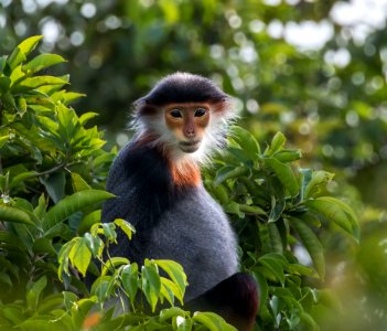 Mammal Fauna Macaque Primate photo