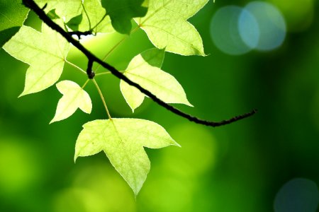 Leaf Branch Deciduous Twig photo