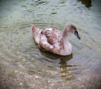 Bird Water Water Bird Fauna