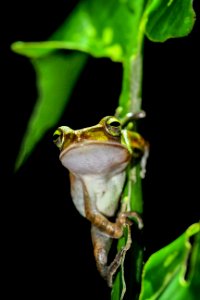 Tree Frog Frog Amphibian Ranidae