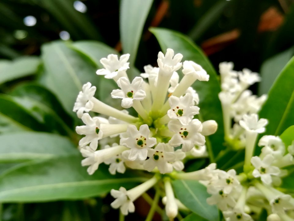 Flower Plant Flora Herbaceous Plant
