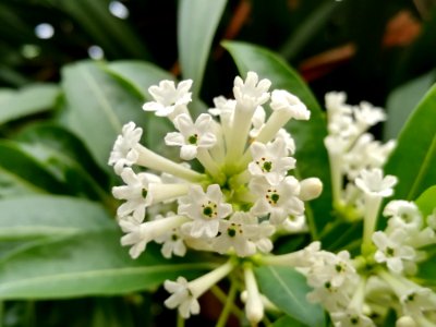 Flower Plant Flora Herbaceous Plant