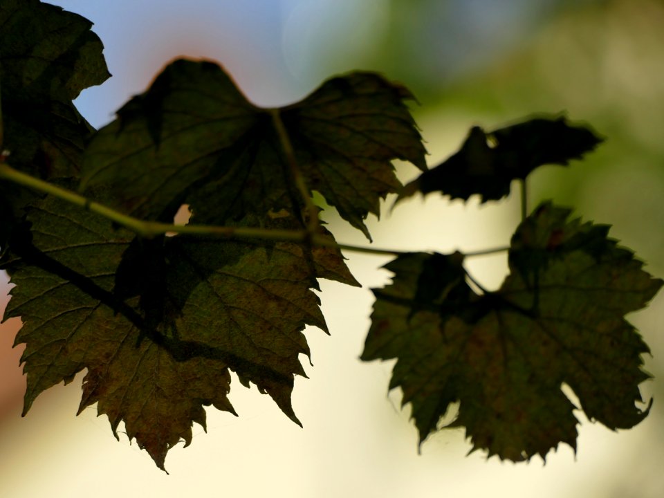 Leaf Grape Leaves Grapevine Family Plant photo