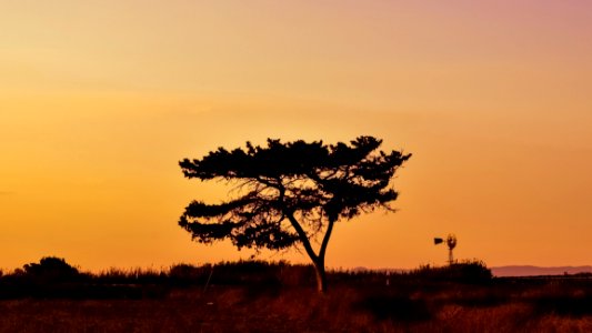 Sky Tree Savanna Woody Plant