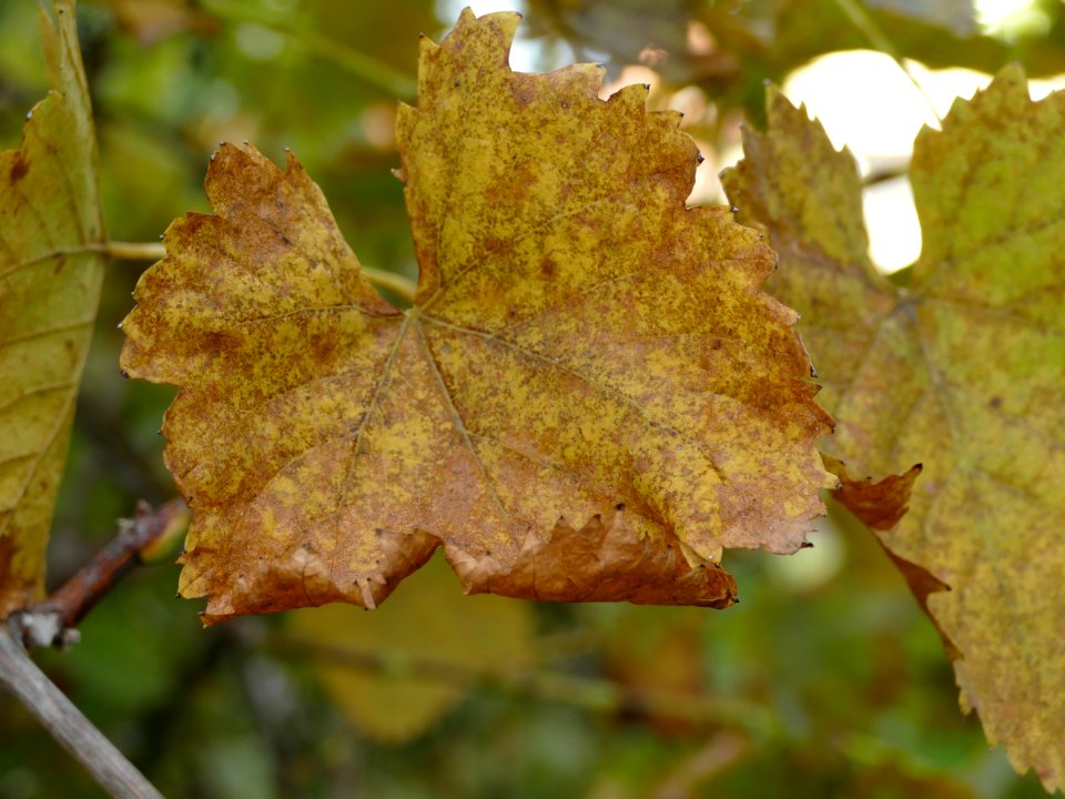 Leaf Autumn Maple Leaf Deciduous