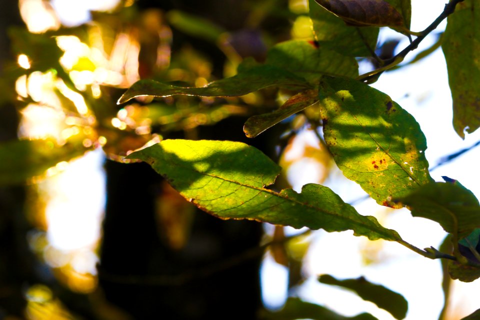Leaf Tree Flora Branch