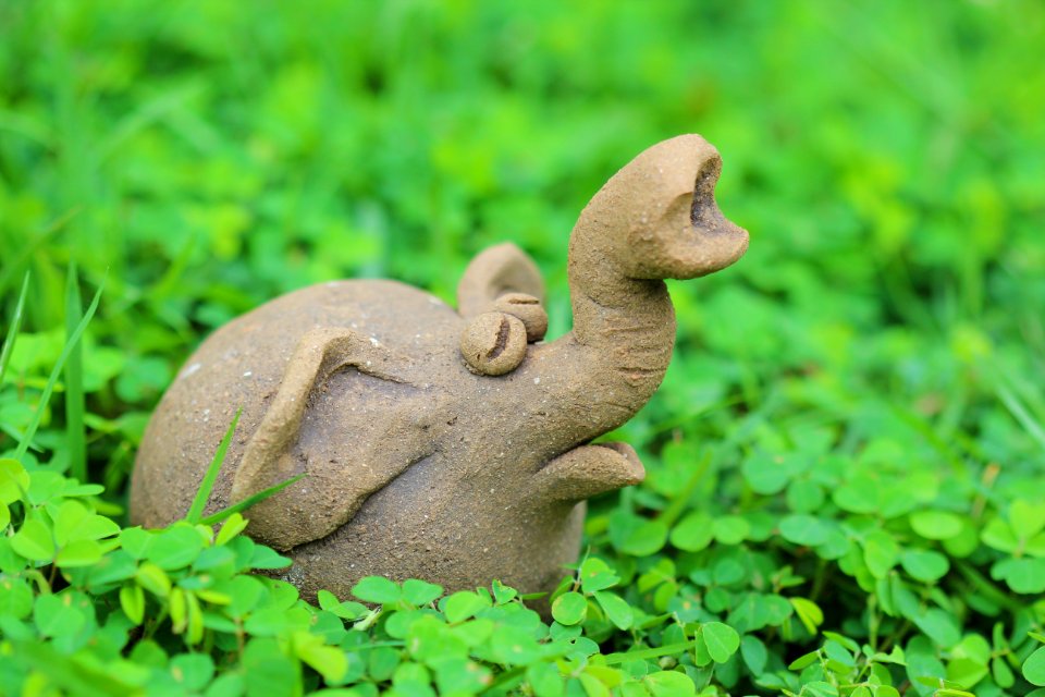 Fauna Terrestrial Animal Grass Organism