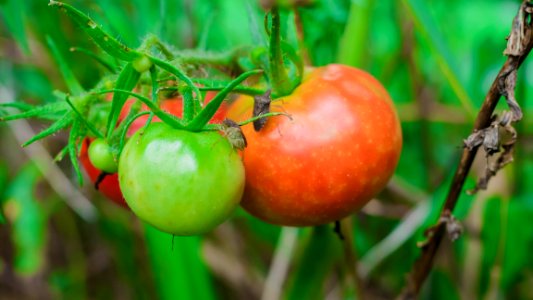 Local Food Fruit Natural Foods Potato And Tomato Genus photo