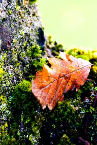 Leaf Autumn Plant Maple Leaf