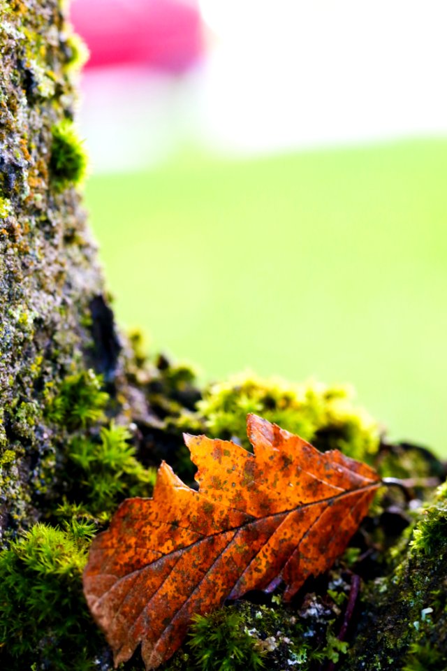 Leaf Vegetation Maple Leaf Autumn