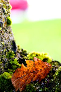 Leaf Vegetation Maple Leaf Autumn photo