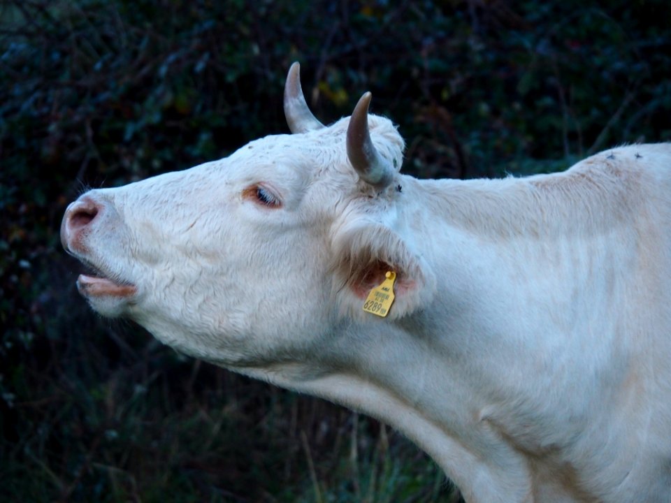 Cattle Like Mammal Fauna Goats Cow Goat Family