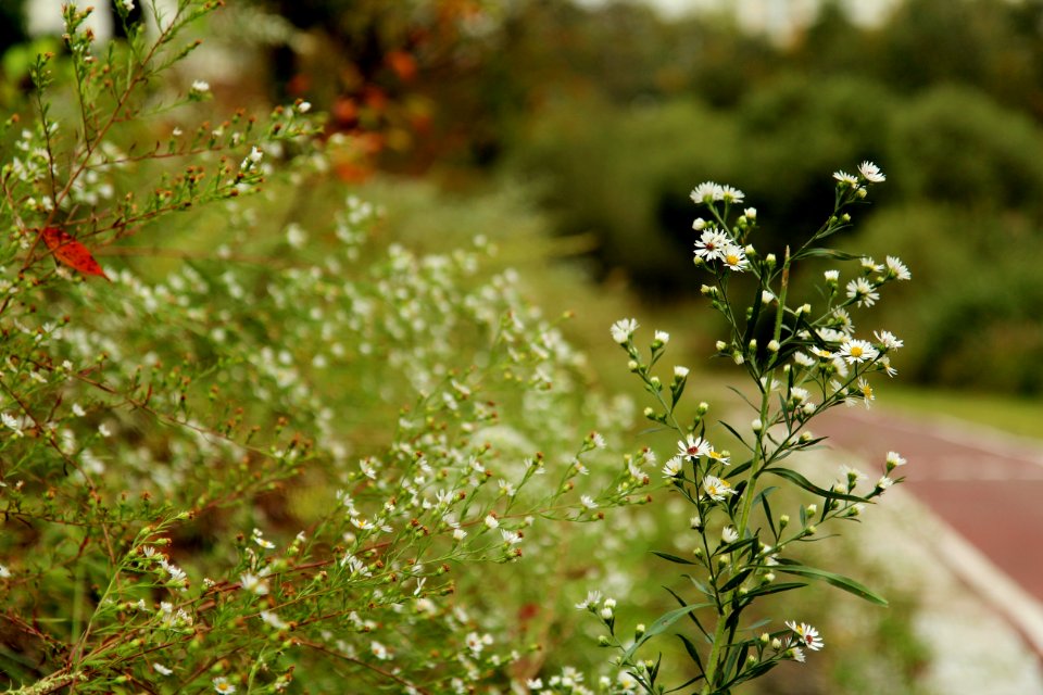 Vegetation Plant Flora Leaf