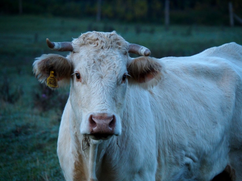Cattle Like Mammal Horn Fauna Cow Goat Family