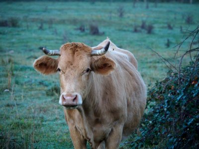 Cattle Like Mammal Horn Fauna Wildlife photo