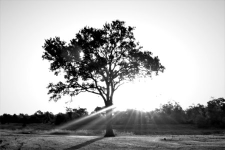 Tree Black And White Black Woody Plant