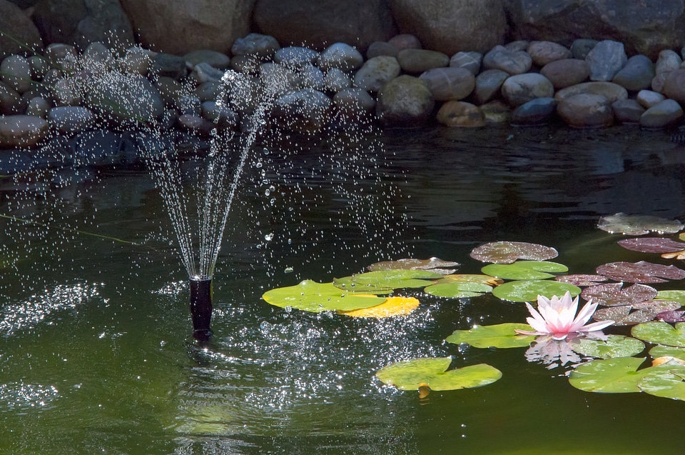 Fountain water lily water