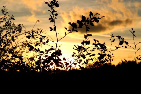 Sky Nature Branch Leaf