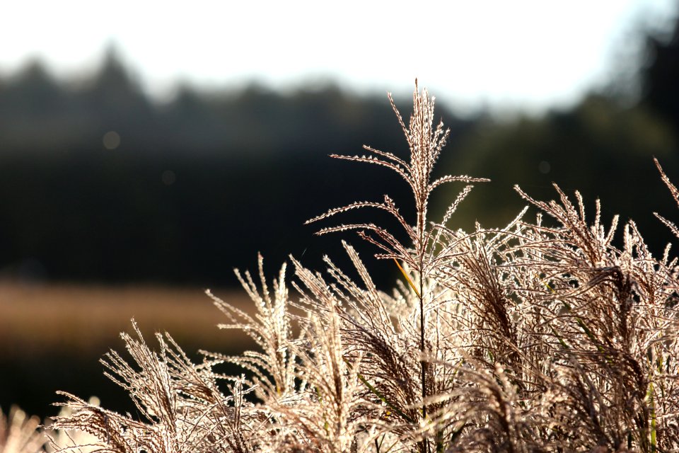 Frost Grass Family Grass Winter