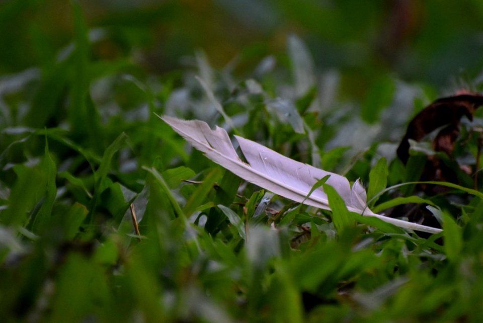 Leaf Grass Plant Grass Family