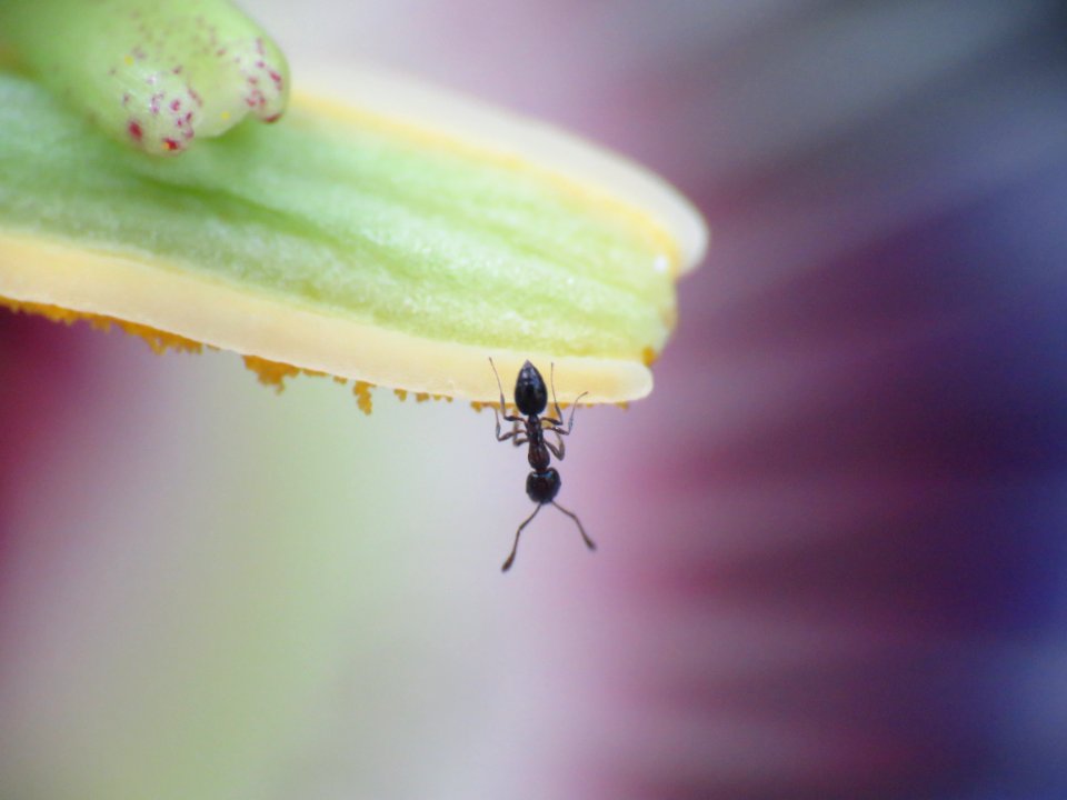 Insect Macro Photography Pest Membrane Winged Insect