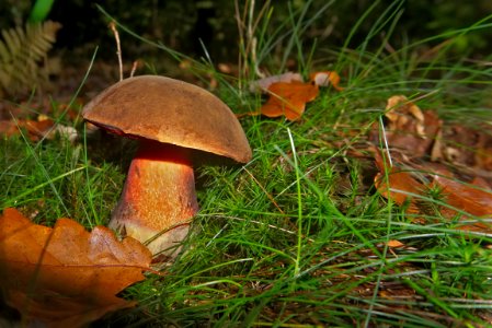 Penny Bun Mushroom Fungus Bolete photo