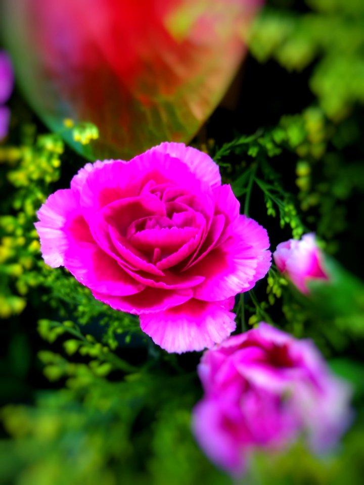 Flower Pink Rose Rose Family photo