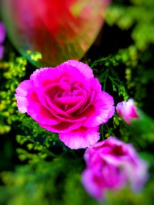 Flower Pink Rose Rose Family