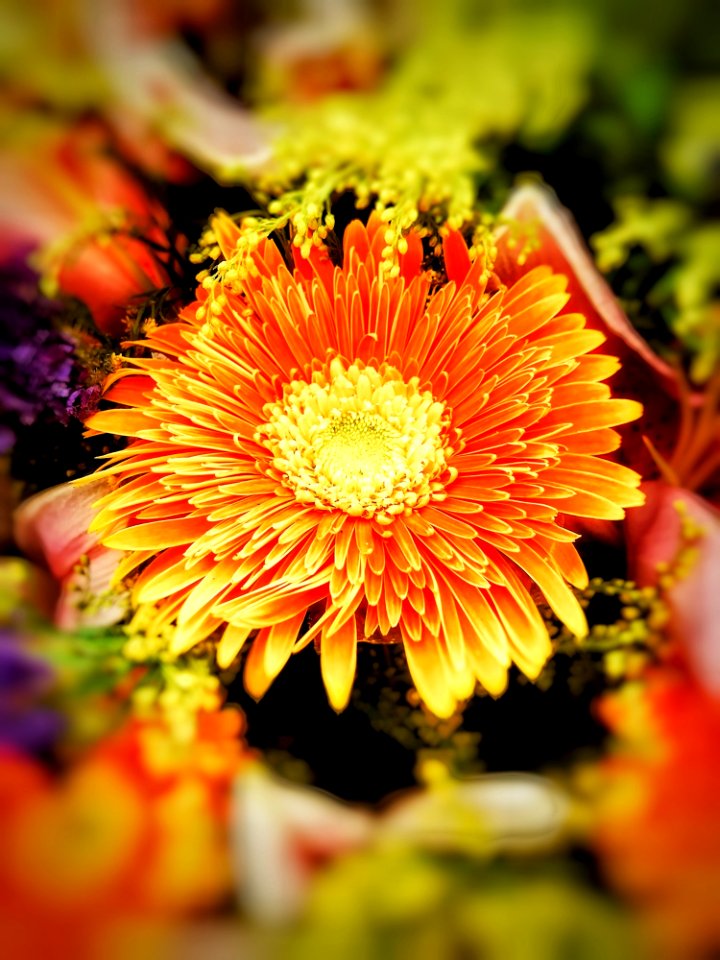 Flower Yellow Flora Flowering Plant