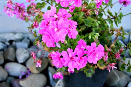 Flower Plant Pink Flowering Plant