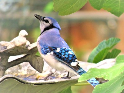 Bird Fauna Blue Jay Jay photo