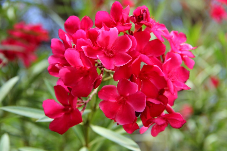 Flower Plant Pink Flowering Plant