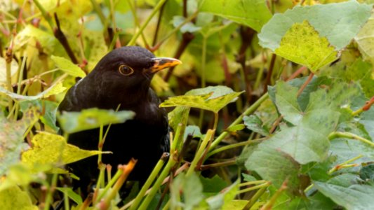 Bird Fauna Blackbird Beak