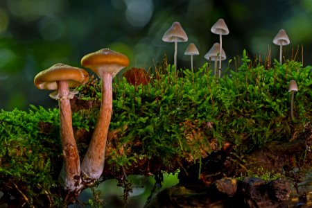 Ecosystem Fungus Vegetation Mushroom photo