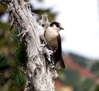 Bird Fauna Beak Tree photo