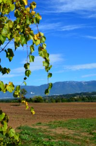Sky Agriculture Tree Field