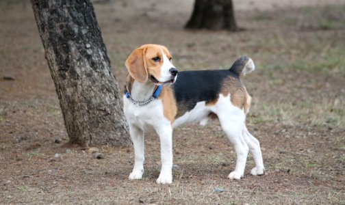 Dog Harrier Dog Breed Estonian Hound