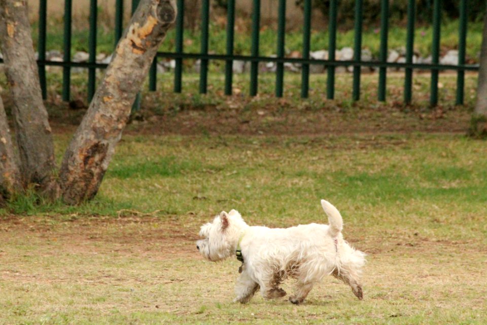 Dog Like Mammal Dog Dog Breed Grass