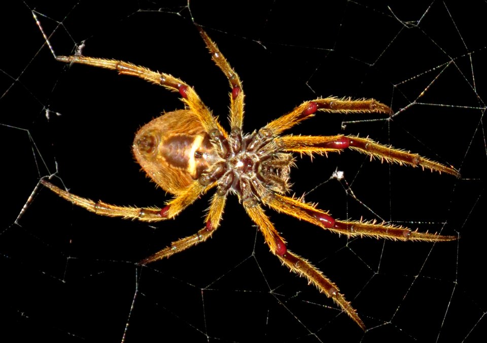 Spider Arachnid Orb Weaver Spider Invertebrate