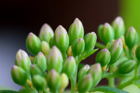 Flower Plant Flora Bud
