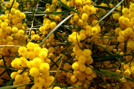 Yellow Plant Mimosa Mahonia
